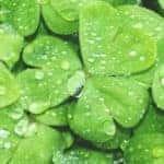 st patty day green clovers-mobile