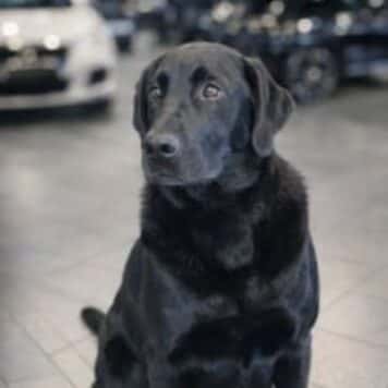 Ruger -