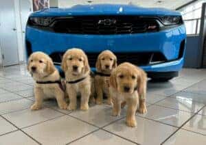 Paws With a Cause Berger Litter