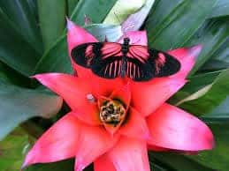 Butterfly on pink flower Photo: Flickr/Rachel Kramer