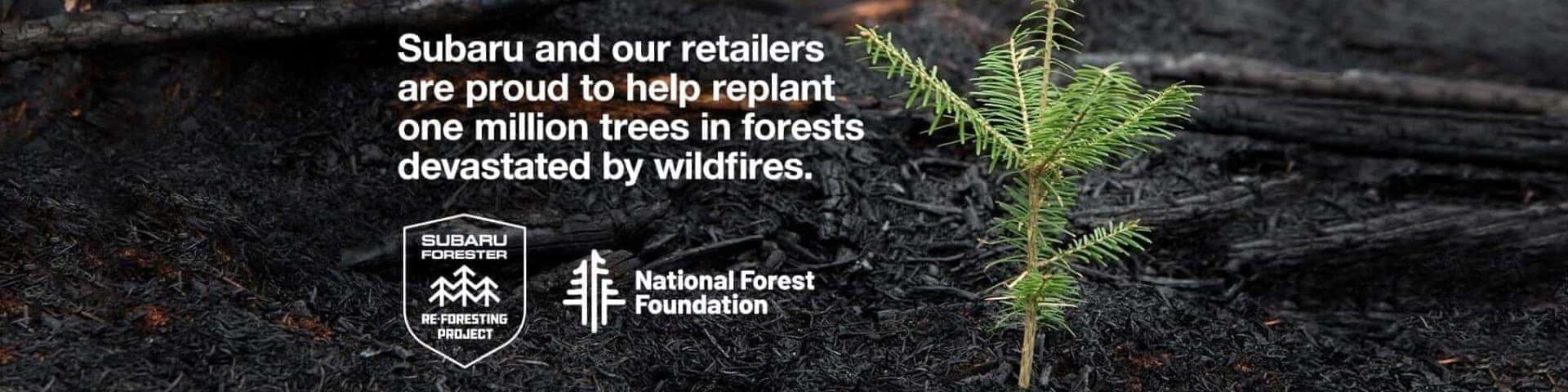 11624252_Reforest_DDC_HPR_1920x480-opt