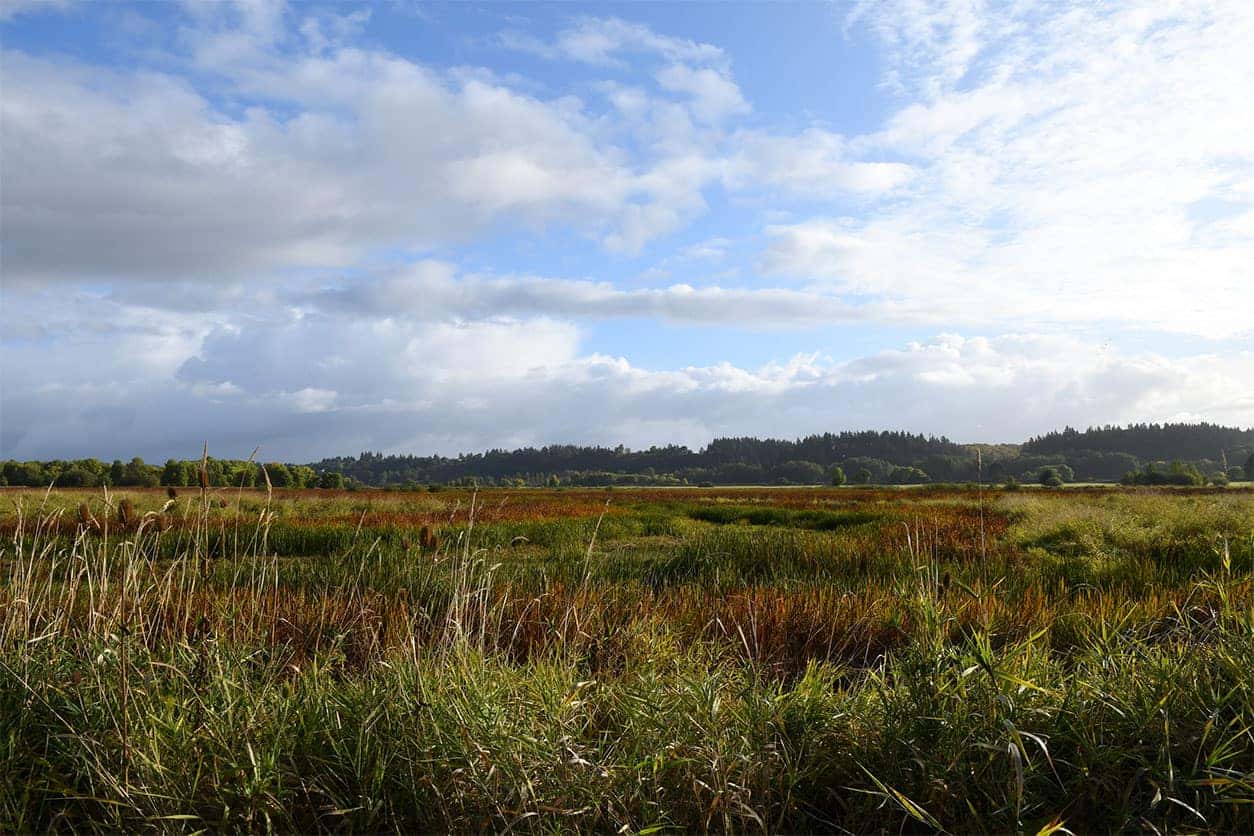 Picture of a grassland in Ridgefield, WA