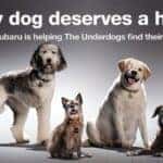 Every Dog Deserves A Home Teaser