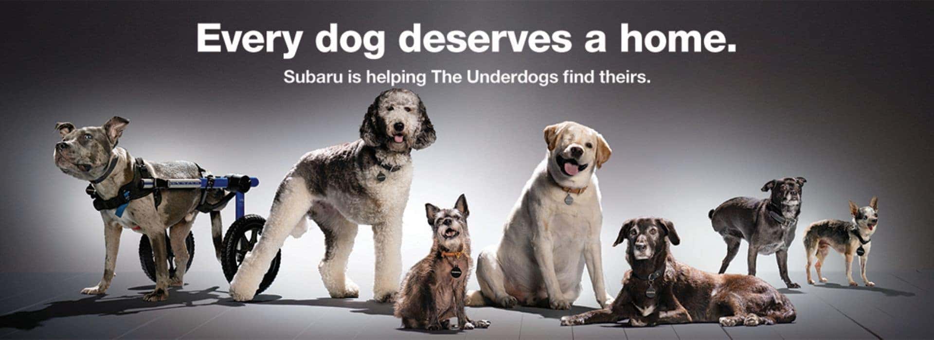 Every Dog Deserves A Home Teaser