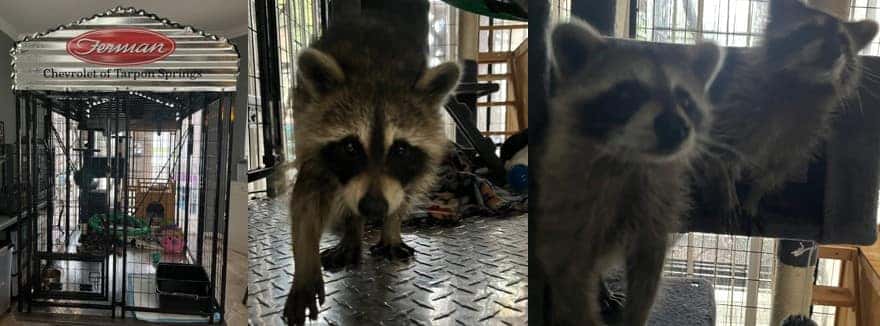 racoons