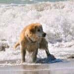 BROHARD PAW PARK & DOG BEACH