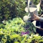 Woman-watering-organic-fresh-agricultural-product-1440x965