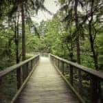 bridge_daylight_environment_forest_green_hike_landscape_light-941227