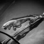 jaguar-sf