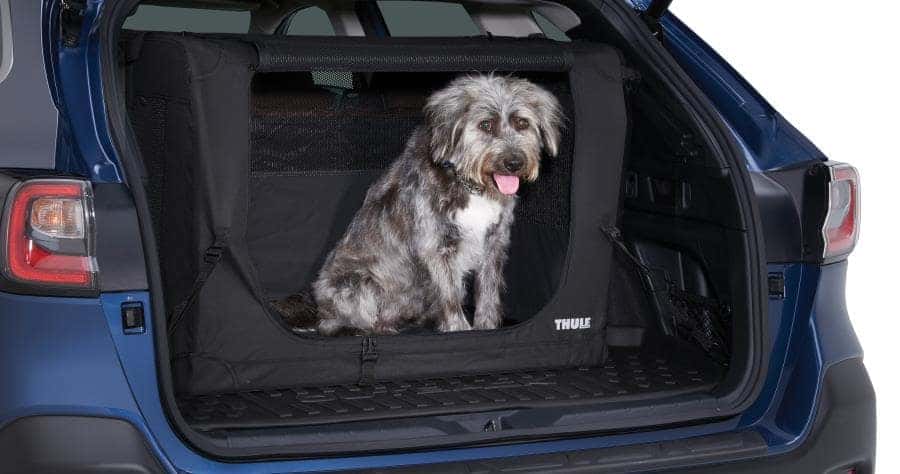 10% Off All Pet Friendly Accessories