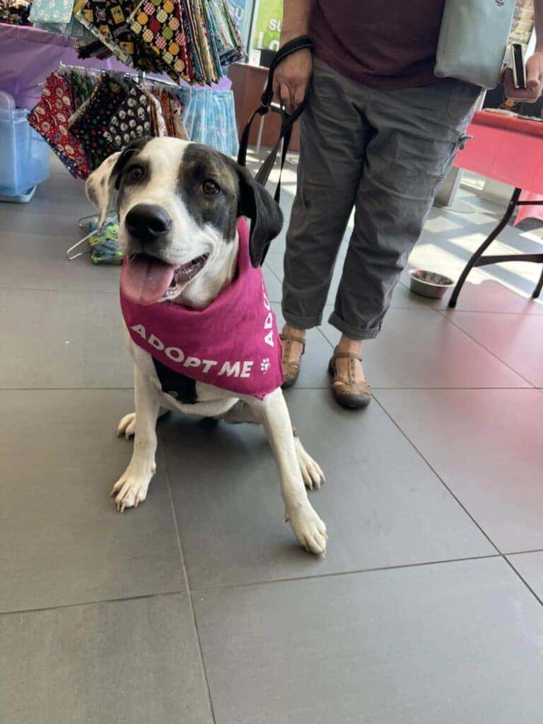 Kenny Ross Subaru Love Your Paws