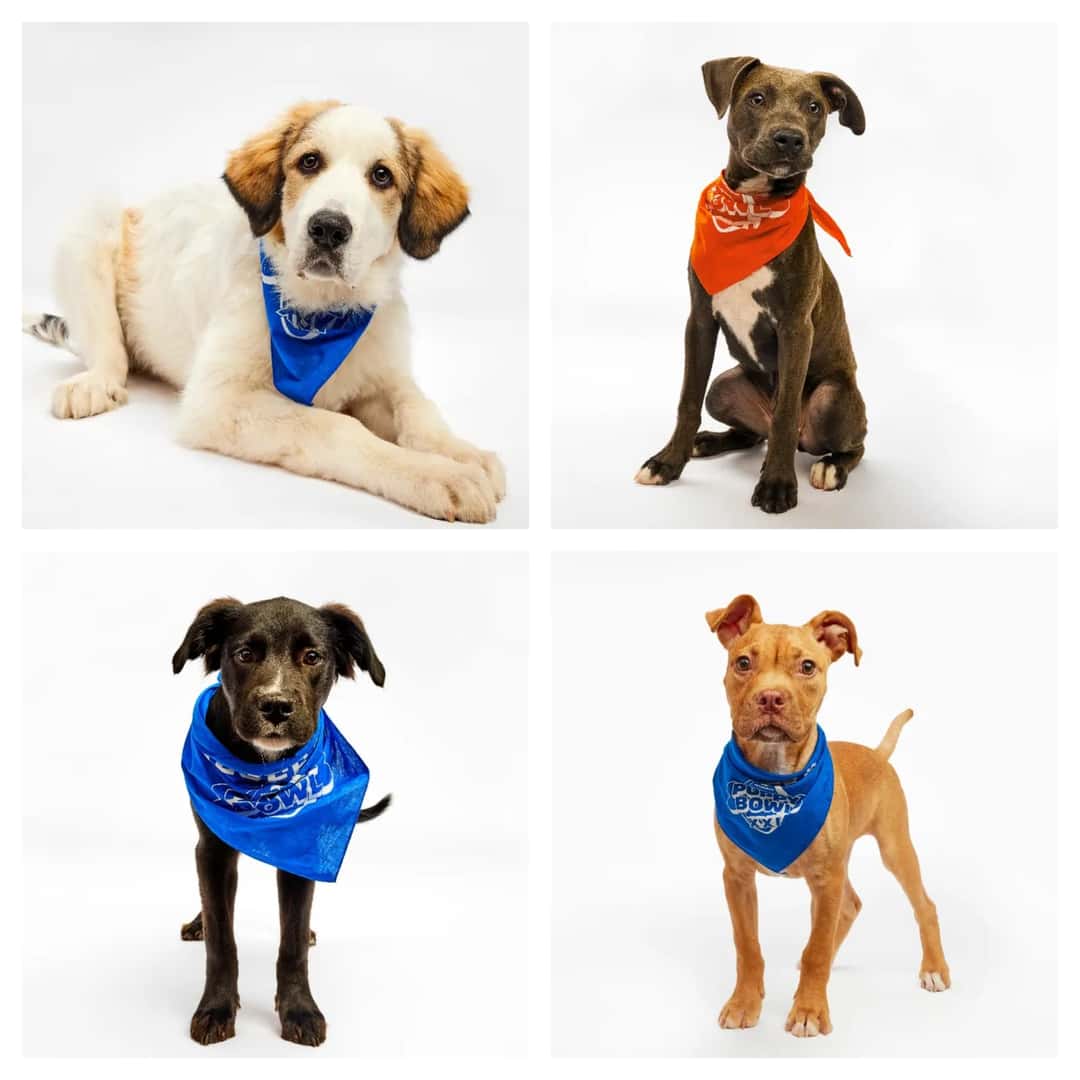 Kenny Ross Subaru Invites You to Join in on The 2025 Puppy Bowl Fun!