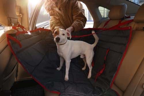 10% Off Pet Accessories