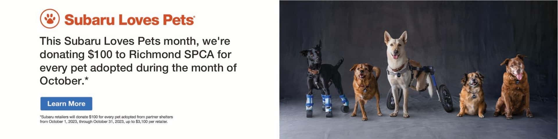 Subaru Loves Pets. Learn More button. Five dogs in a line