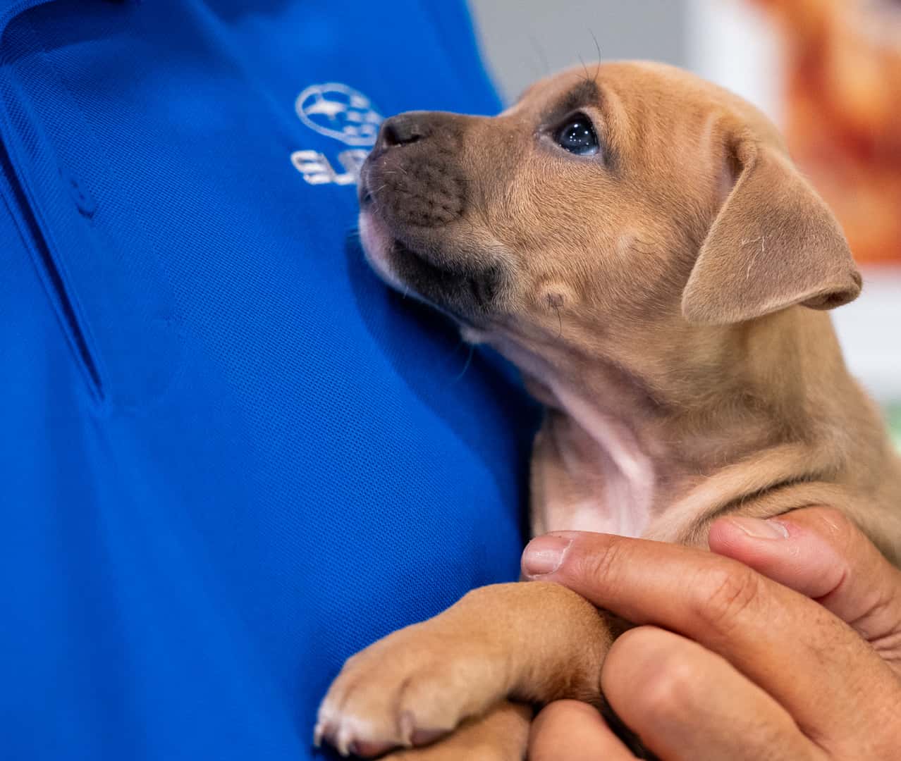 Hughes Subaru Loves Pets Employee