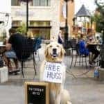 Scout the Golden Retriever