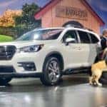 Subaru Vehicle with dogs
