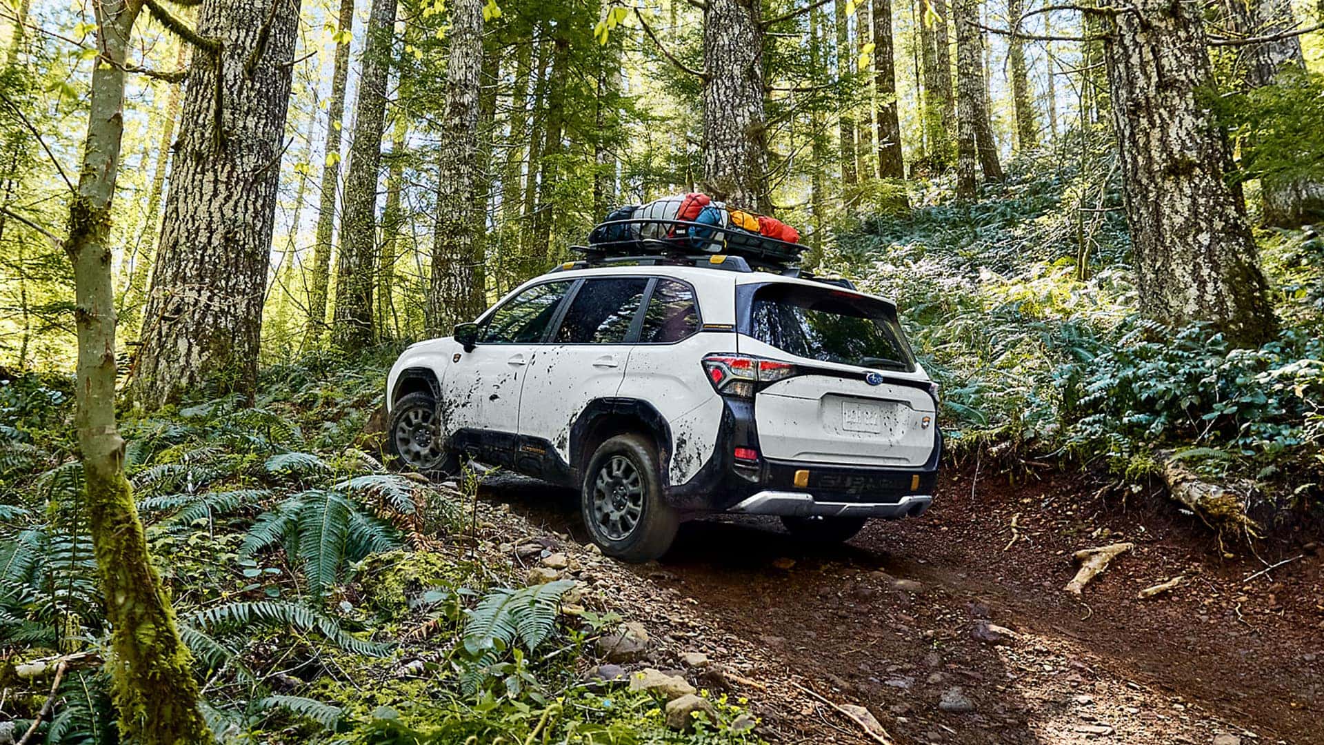Back View of 2026 Subaru Forester in the Woods