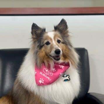 Momo The Ambassadog 