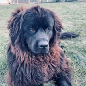 Meisha -