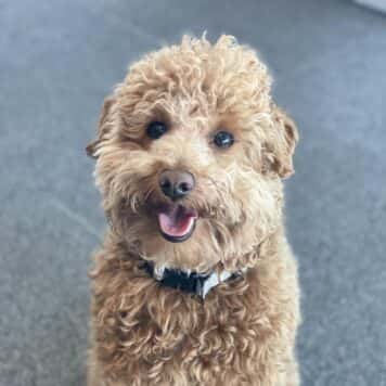 Rascal  V.